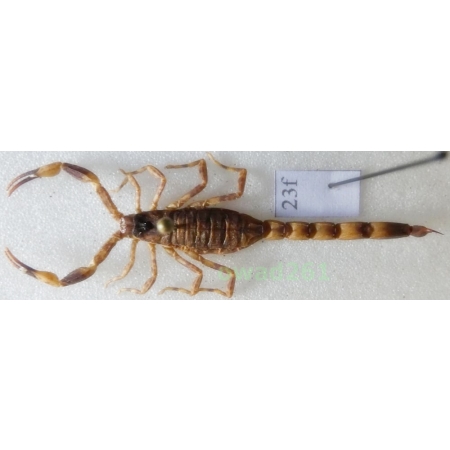 Mesobuthus martensii (Karsch, 1879) +45mm Indonesia, Java Is23f